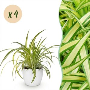 Chlorophytum comosum Variegatum - Bonte Graslelie - Huisdiervriendelijke Plant - Groen - 4 Planten - met Potter Wit