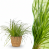 Cyperus alternifolius Zumula - Kattengras - Huisdiervriendelijke Plant - Groen - met Mand