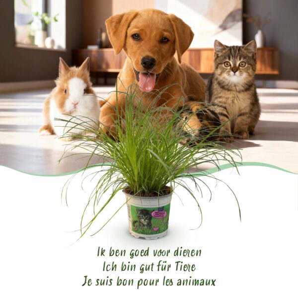 Cyperus alternifolius Zumula - Kattengras - Huisdiervriendelijke Plant - Groen - 4 Planten - met Mand