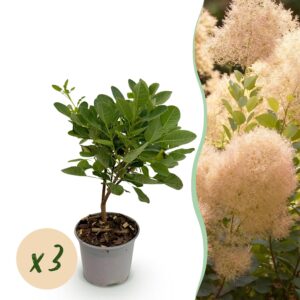 thumbnail_6000-455.jpg Cotinus coggyria Young Lady - Groen 3 Planten - Bladverliezend - Weinig Onderhoud