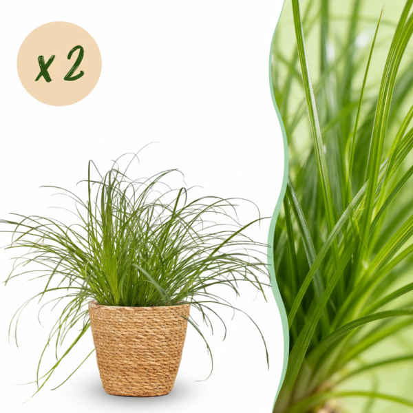 Cyperus alternifolius Zumula - Kattengras - Huisdiervriendelijke Plant - Groen - 2 Planten - met Mand