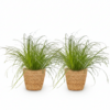 Cyperus alternifolius Zumula - Kattengras - Huisdiervriendelijke Plant - Groen - 2 Planten - met Mand