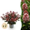 Skimmia japonica Rubella - Bloem Rood - 15+ Bloemen - 2 Planten - Winterhard