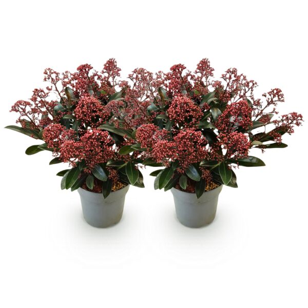 thumbnail_6000-476.jpg Skimmia japonica Rubella - Bloem Rood - 15+ Bloemen - 2 Planten - Winterhard