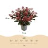 Skimmia japonica Rubella - Bloem Rood - 15+ Bloemen - 2 Planten - Winterhard