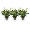 Skimmia japonica Finchy - Bloem Wit - 10+ Bloemen - 3 Planten - Winterhard