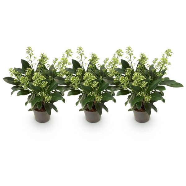 thumbnail_6000-487.jpg Skimmia japonica Finchy - Bloem Wit - 10+ Bloemen - 3 Planten - Winterhard