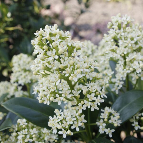 thumbnail_6000-489.jpg Skimmia japonica Finchy - Bloem Wit - 10+ Bloemen - 3 Planten - Winterhard