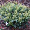 Skimmia japonica Finchy - Bloem Wit - 10+ Bloemen - 3 Planten - Winterhard