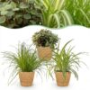 Cyperus - Calissia - Chlorophytum - Mix van 3 - Huisdiervriendelijke Planten - Groen - 3 Planten - met Mand