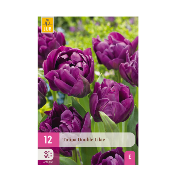 Bloembollen - Tulp Double Lilac - Paars - 50 stuks - Bolmaat 11/12