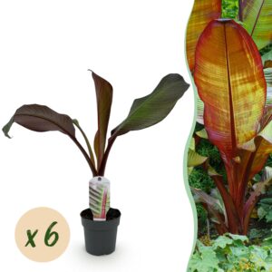 thumbnail_6000-508.jpg Bananen plant - Ensete ventricosum Maurelli - Winterhard - 6 planten