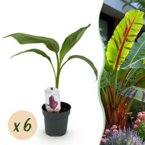 thumbnail_6000-530.jpg Bananen plant - Musa sikkemensis Red Tiger - Winterhard - 6 planten