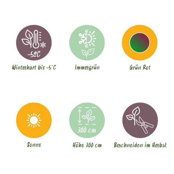 Bananen plant - Musa sikkemensis Red Tiger - Winterhard - 6 planten