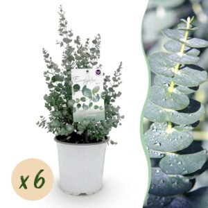thumbnail_6000-563.jpg Eucalyptus boom - Eucalyptus gunni - Grijs - 6 Planten - Winterhard