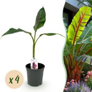 thumbnail_6000-574.jpg Bananen plant - Musa sikkemensis Red Tiger - Winterhard - 4 planten