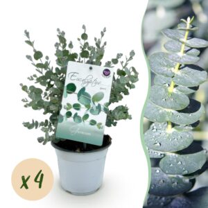 thumbnail_6000-585.jpg Eucalyptus boom - Eucalyptus gunni - Grijs - 4 Planten - Winterhard
