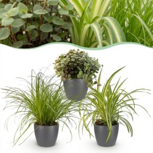thumbnail_6000-60.jpg Cyperus - Calissia - Chlorophytum - Mix van 3 - Huisdiervriendelijke Planten - Groen - 3 Planten - met Potter Grijs