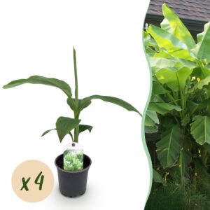 thumbnail_6000-641.jpg Bananen plant - Musa Basjoo - Winterhard - 4 planten
