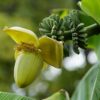 Bananen plant - Musa Basjoo - Winterhard - 4 planten