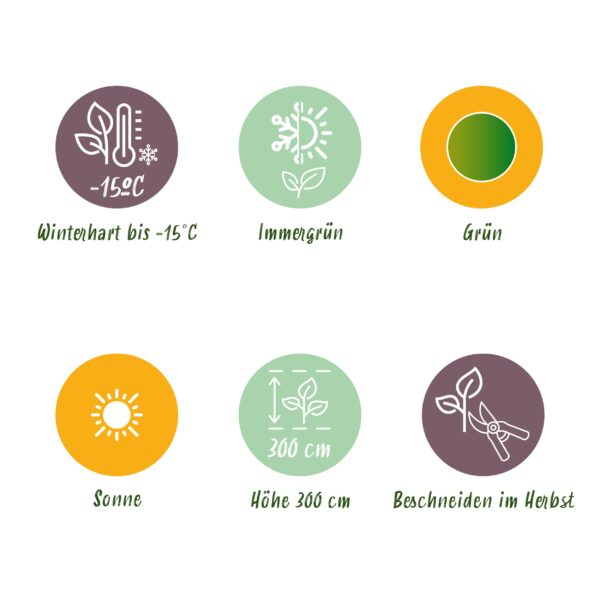 thumbnail_6000-646.jpg Bananen plant - Musa Basjoo - Winterhard - 4 planten