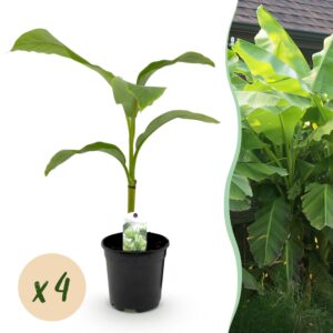 thumbnail_6000-652.jpg Bananen plant - Musa Basjoo - Winterhard - 4 planten