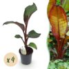 Bananen plant - Ensete ventricosum Maurelli - Winterhard - 4 planten