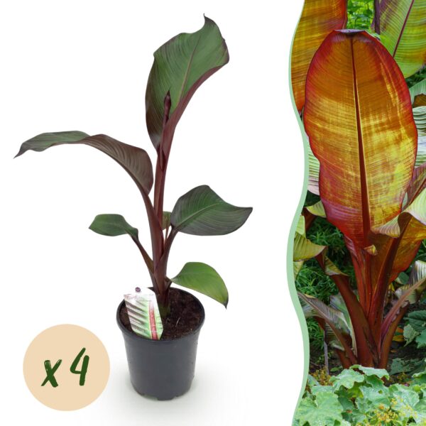 thumbnail_6000-674.jpg Bananen plant - Ensete ventricosum Maurelli - Winterhard - 4 planten