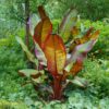 Bananen plant - Ensete ventricosum Maurelli - Winterhard - 4 planten