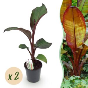 thumbnail_6000-685.jpg Bananen plant - Ensete ventricosum Maurelli - Winterhard - 2 planten