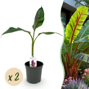 thumbnail_6000-696.jpg Bananen plant - Musa sikkemensis Red Tiger - Winterhard - 2 planten