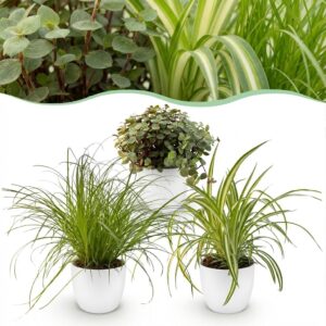 thumbnail_6000-70.jpg Cyperus - Calissia - Chlorophytum - Mix van 3 - Huisdiervriendelijke Planten - Groen - 3 Planten - met Potter Wit