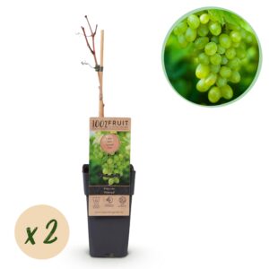 thumbnail_6000-718.jpg Vitis vinifera Himrod - Druivenplant - Pitarm - Witte Druif - 2 Planten