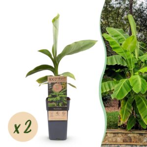 thumbnail_6000-729.jpg Musa Basjoo - Bananenboom - Winterhard - Groen - 2 Planten