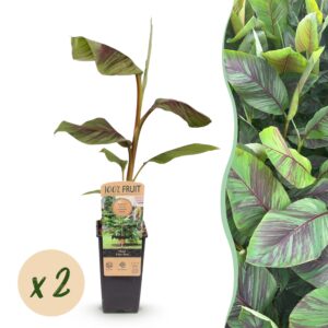 thumbnail_6000-740.jpg Musa Ever Red - Bananenboom - Winterhard - Groen-Rood - 2 Planten