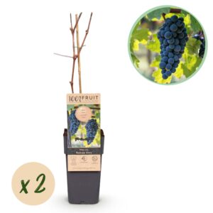 thumbnail_6000-751.jpg Vitis vinifera Boskoop Glory - Druivenplant - Winterhard - Blauwe Druif - 2 Planten