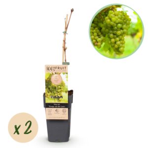thumbnail_6000-762.jpg Vitis vinifera Vroege van der Laan - Druivenplant - Winterhard - Witte Druif - 2 Planten