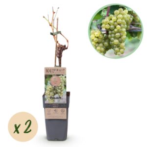 thumbnail_6000-773.jpg Vitis vinifera Bianca - Druivenplant - Geent - Witte Druif - 2 Planten