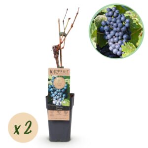 thumbnail_6000-784.jpg Vitis vinifera Regent - Druivenplant - Geent - Blauwe Druif - 2 Planten
