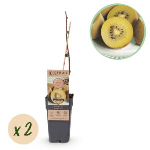 thumbnail_6000-795.jpg Actinidia deliciosa Golden Kiwi - Kiwiplant - Vrouwelijk - Gele Vrucht - 2 Planten