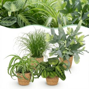 thumbnail_6000-80.jpg Chlorophytum - Cyperus - Phlebodium - Marantha - Mix van 4 - Huisdiervriendelijke Planten - Groen - 4 Planten - met Mand