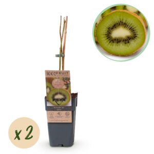 thumbnail_6000-806.jpg Actinidia deliciosa Jenny - Kiwiplant - Zelfbestuivend - Groene Vrucht - 2 Planten