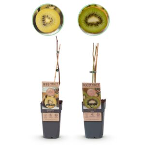 thumbnail_6000-818.jpg Groene & Gele Kiwi - Actinidia deliciosa Jenny & Golden Kiwi - 2 planten
