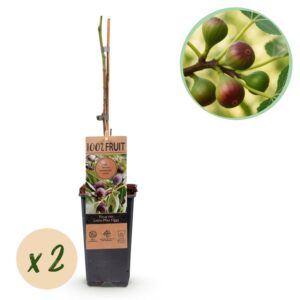 thumbnail_6000-830.jpg Ficus caria Little miss Figgy - Vijgenboom - Winterhard - Rode Vrucht - 2 Planten