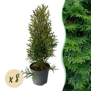 thumbnail_6000-841.jpg 8x Thuja occidentalis Smaragd - Levensboom - Groenblijvend - Groen
