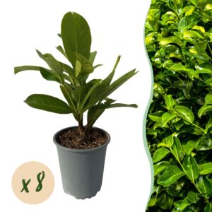 thumbnail_6000-852.jpg 8x Prunus laur. Rotundifolia - Laurierkers - Groenblijvend - Groen