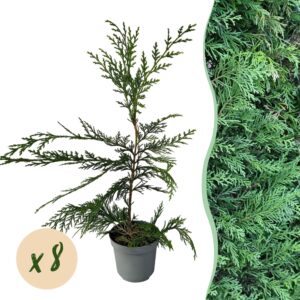 thumbnail_6000-875.jpg 8x Cupressocyparis leylandii 2011 - Leylandii - Groenblijvend - Groen
