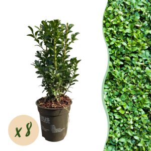 thumbnail_6000-886.jpg 8x Buxus sempervirens - Palmboompje - Groenblijvend - Groen