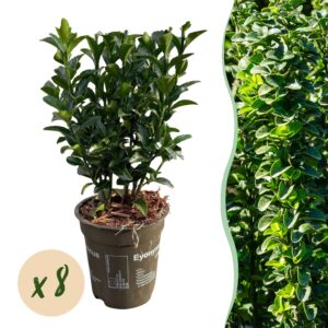 thumbnail_6000-897.jpg 8x Euonymus japonica Green Spire - Kardinaalsmuts - Groenblijvend - Groen