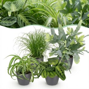 thumbnail_6000-90.jpg Chlorophytum - Cyperus - Phlebodium - Marantha - Mix van 4 - Huisdiervriendelijke Planten - Groen - 4 Planten - met Potter Grijs